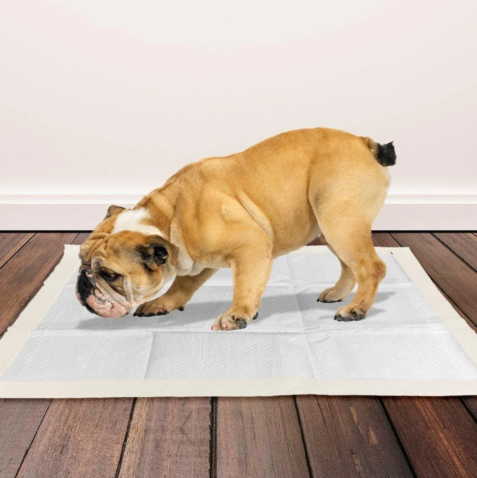 Bramton OUT! Go Here Dog Pads - Moisture Lock Training Pads