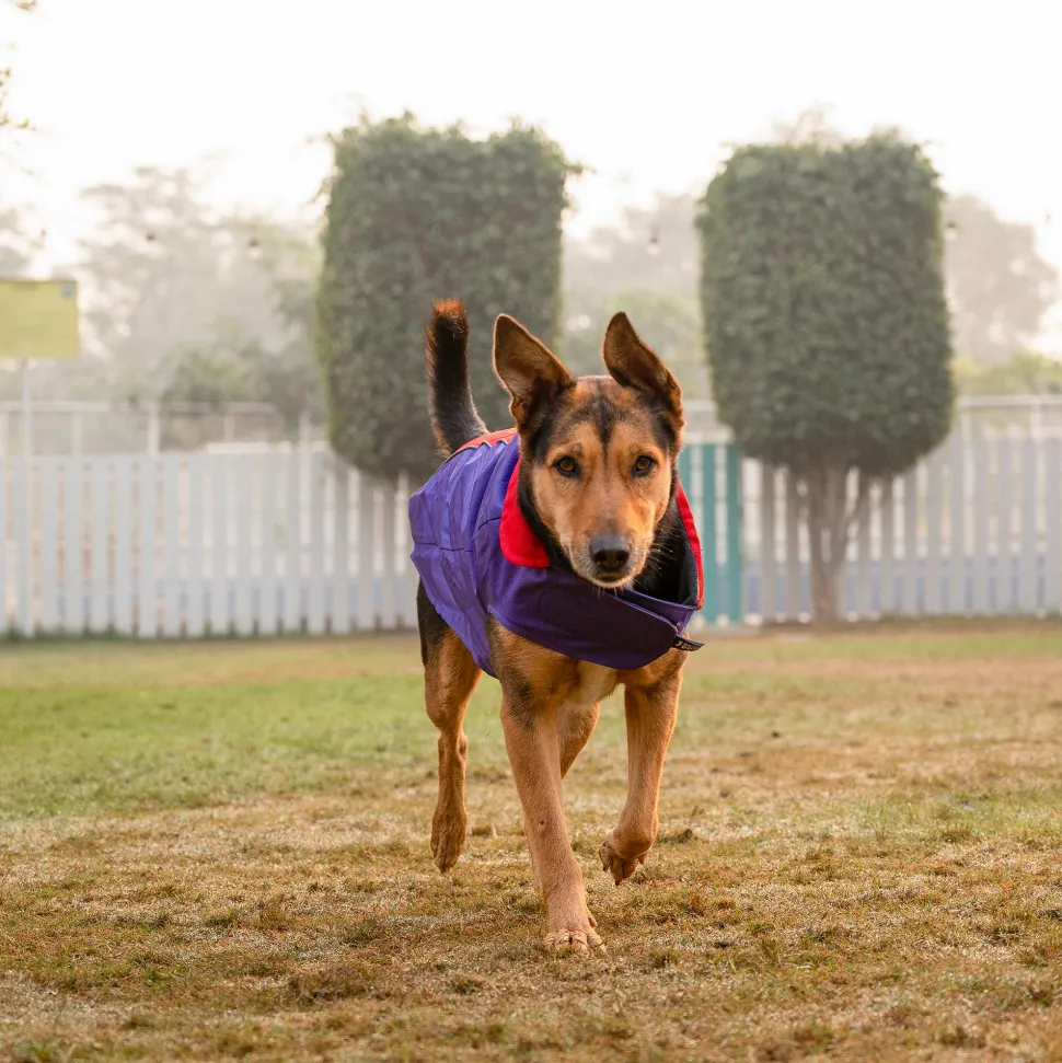 Dash Dog Outdoor Dog Jacket - Violet & Red