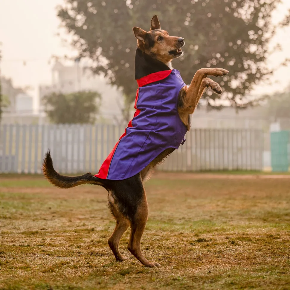 Dash Dog Outdoor Dog Jacket - Violet & Red