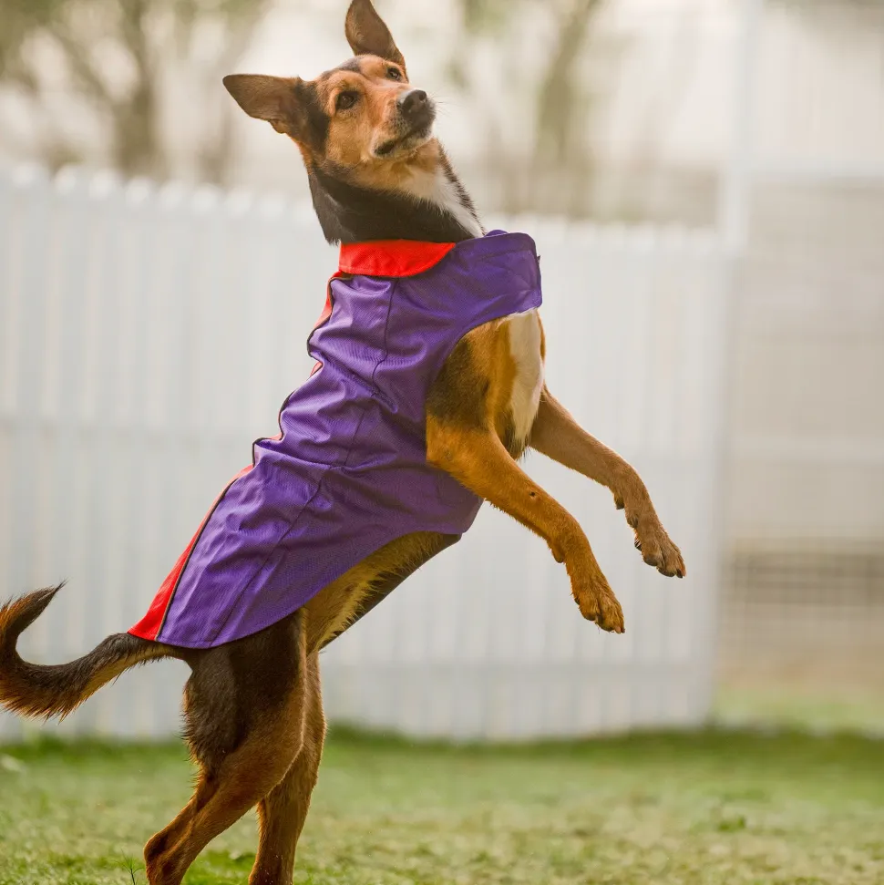 Dash Dog Outdoor Dog Jacket - Violet & Red