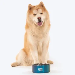 Dash Dog Rainbow Dog Bowl