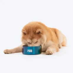 Dash Dog Rainbow Dog Bowl