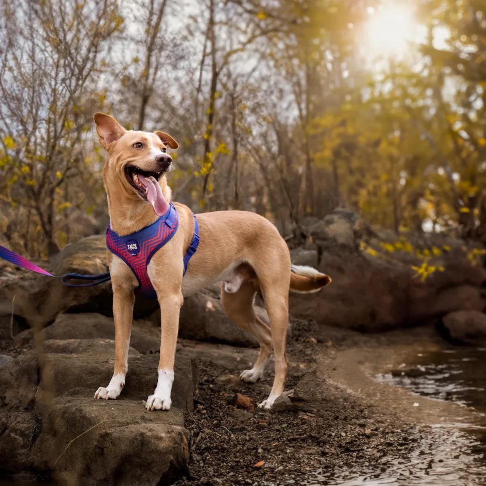 Dash Dog Chevron Easy Walk Harness For Dog - Purple