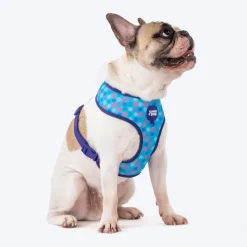 Dash Dog Circle Double Harness - Aqua Blue & Lavender