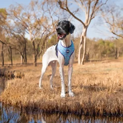 Dash Dog Circle Double Harness - Aqua Blue & Lavender