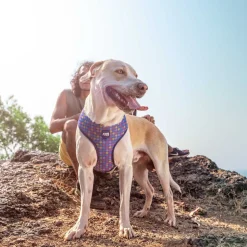 Dash Dog Circle Reversible Harness - Violet & Red