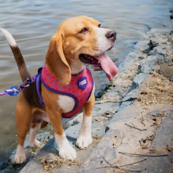 Dash Dog Circle Reversible Harness - Violet & Red