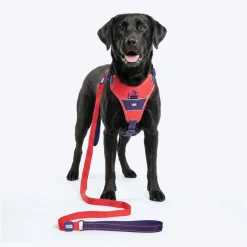 Dash Dog Dual Handle Leash For Dog - Red & Purple