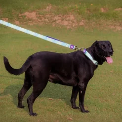 Dash Dog Ethernal Fade Dual Handle Leash For Dog - Aqua