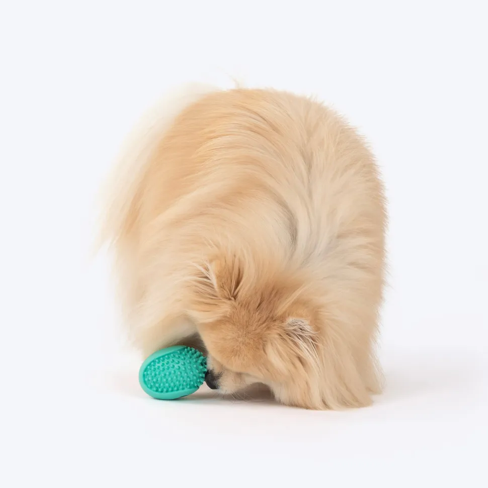 Dash Dog Explorer's Shell Chew Toy For Dog - Teal