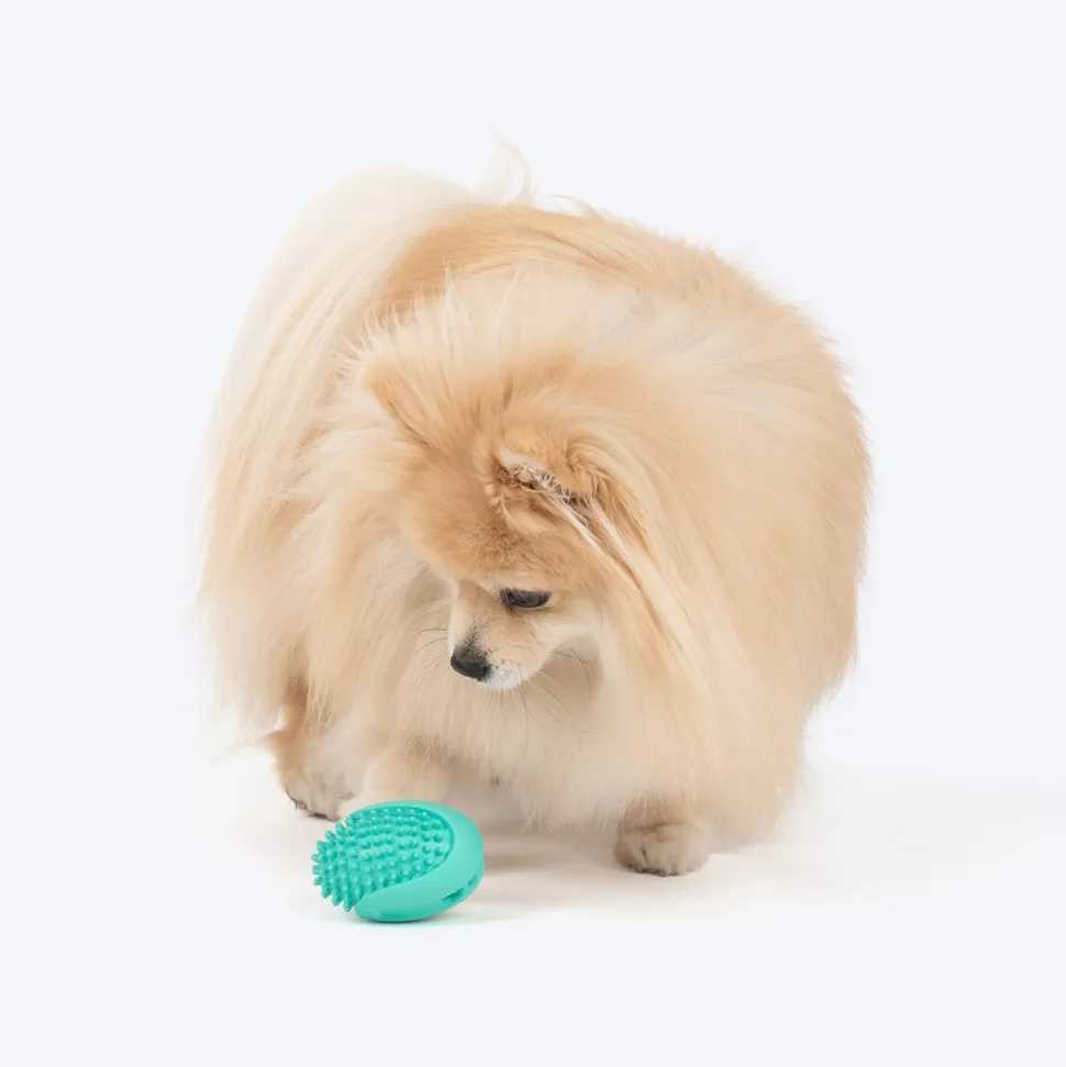 Dash Dog Explorer's Shell Chew Toy For Dog - Teal