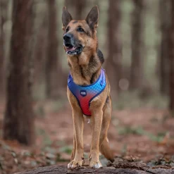 Dash Dog Flow Easy Walk Harness - Violet & Red