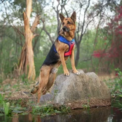 Dash Dog Flow Easy Walk Harness - Violet & Red