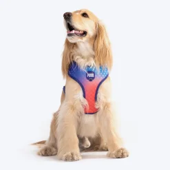 Dash Dog Flow Easy Walk Harness - Violet & Red
