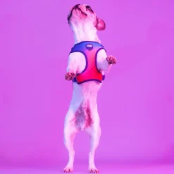 Dash Dog Flow Easy Walk Harness - Violet & Red