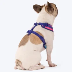 Dash Dog Flow Easy Walk Harness - Pink & Aqua Blue
