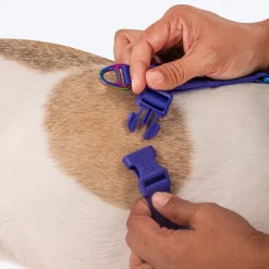 Dash Dog Flow Easy Walk Harness - Pink & Aqua Blue