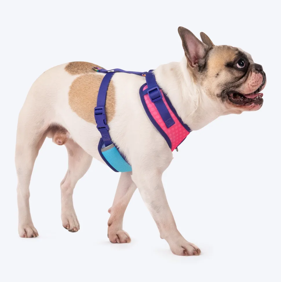 Dash Dog Flow Easy Walk Harness - Pink & Aqua Blue