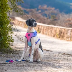 Dash Dog Flow Easy Walk Harness - Pink & Aqua Blue