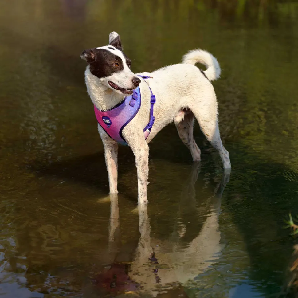 Dash Dog Flow Easy Walk Harness - Pink & Aqua Blue