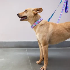 Dash Dog Galaxy Dual Handle Leash For Dog - Purple