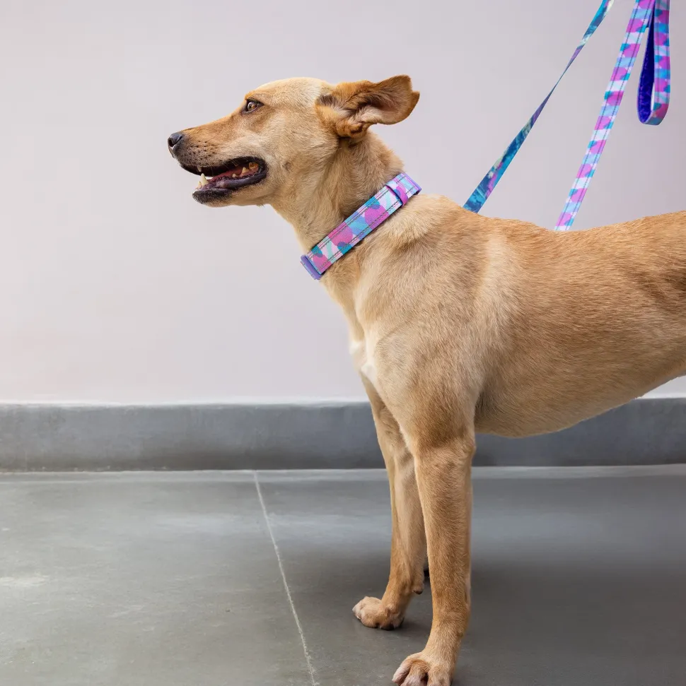 Dash Dog Galaxy Dual Handle Leash For Dog - Purple