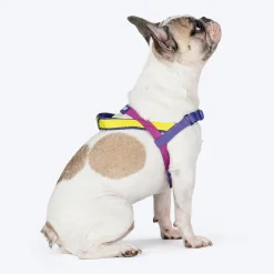 Dash Dog On-The-Go Harness For Dog - Yellow