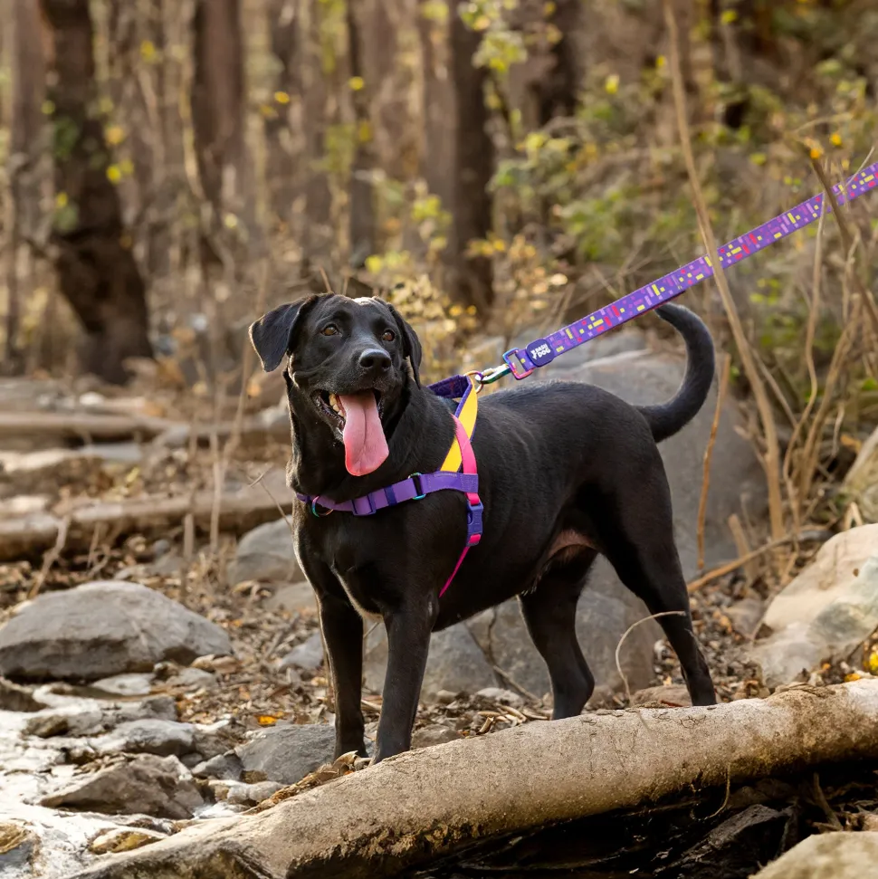 Dash Dog On-The-Go Harness For Dog - Yellow