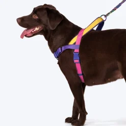 Dash Dog On-The-Go Harness For Dog - Yellow