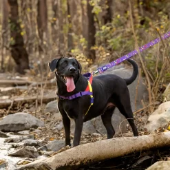 Dash Dog On-The-Go Harness For Dog - Red
