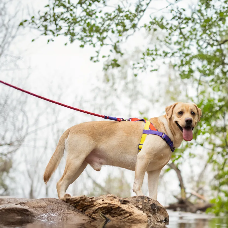 Dash Dog On-The-Go Harness For Dog - Red