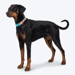 Dash Dog Padded Collar For Dog - Blue & Orange