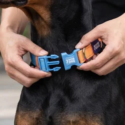 Dash Dog Padded Collar For Dog - Blue & Orange