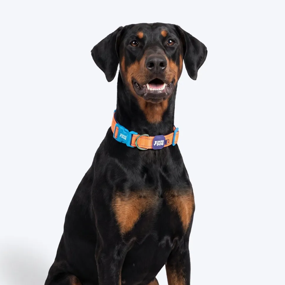 Dash Dog Padded Collar For Dog - Blue & Orange
