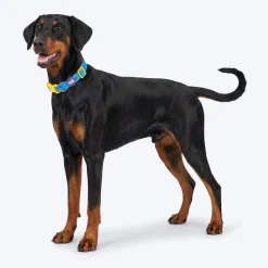 Dash Dog Padded Collar For Dog - Royal Blue & Yellow