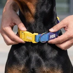 Dash Dog Padded Collar For Dog - Royal Blue & Yellow