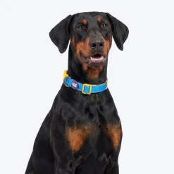 Dash Dog Padded Collar For Dog - Royal Blue & Yellow