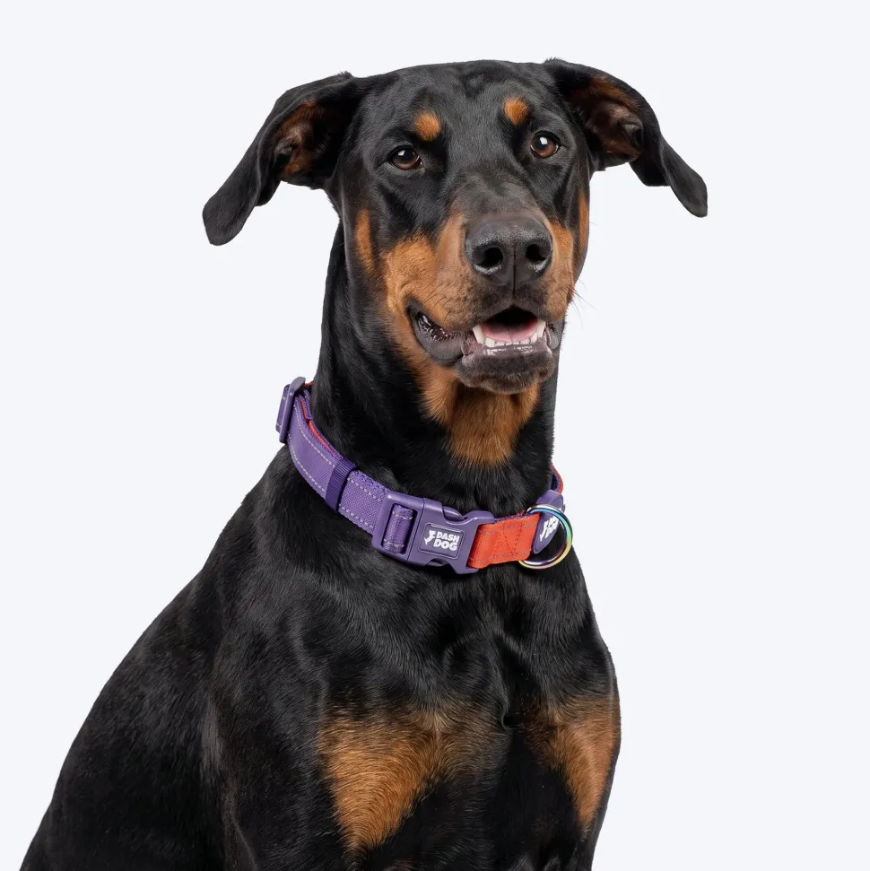 Dash Dog Padded Collar For Dog - Red & Purple