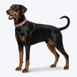 Dash Dog Padded Collar For Dog - Red & Purple