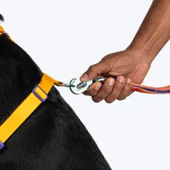 Dash Dog Radiant Blaze Easy Walk Harness For Dog - Orange