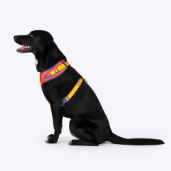 Dash Dog Radiant Blaze Easy Walk Harness For Dog - Orange