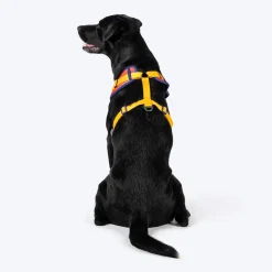 Dash Dog Radiant Blaze Easy Walk Harness For Dog - Orange