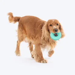 Dash Dog Roll & Chew Tyre Toy For Dog - Teal