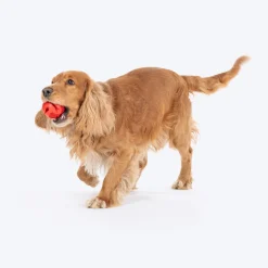 Dash Dog Spikey Snacker Chew Ball Dog Toy - Red