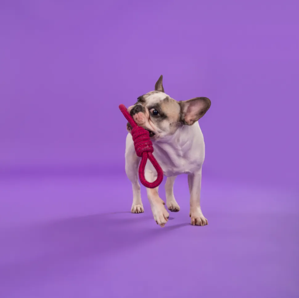 Dash Dog Spin Around Rope Dog Toy - Purple