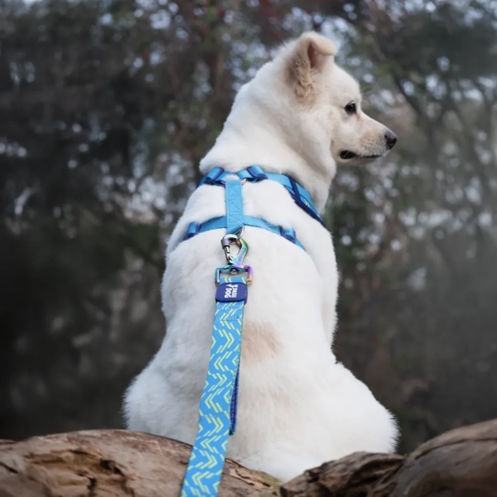 Dash Dog Vector Dual Handle Leash For Dog - Aqua Blue