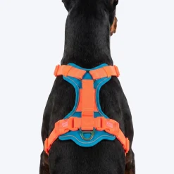 Dash Dog Walk Pro Harness For Dog - Blue & Orange