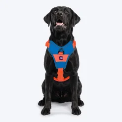 Dash Dog Walk Pro Harness For Dog - Blue & Orange