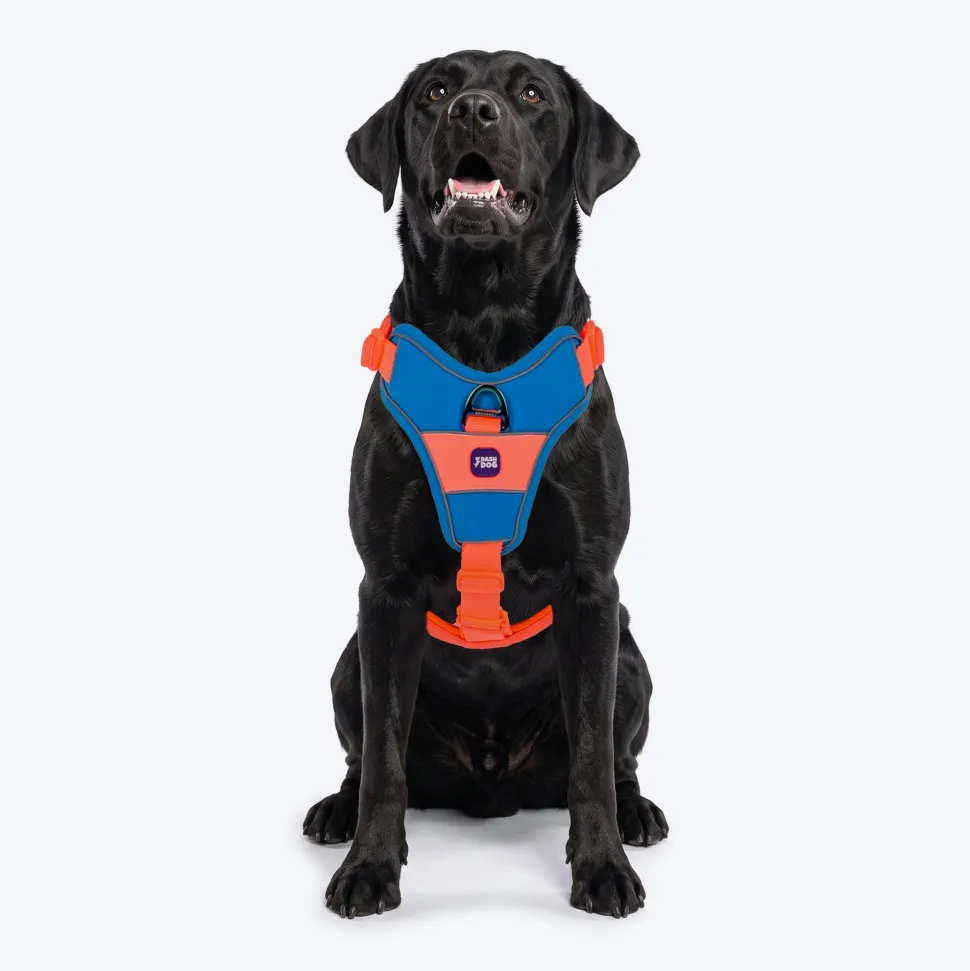 Dash Dog Walk Pro Harness For Dog - Blue & Orange