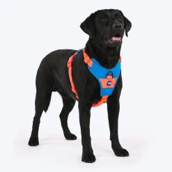 Dash Dog Walk Pro Harness For Dog - Blue & Orange